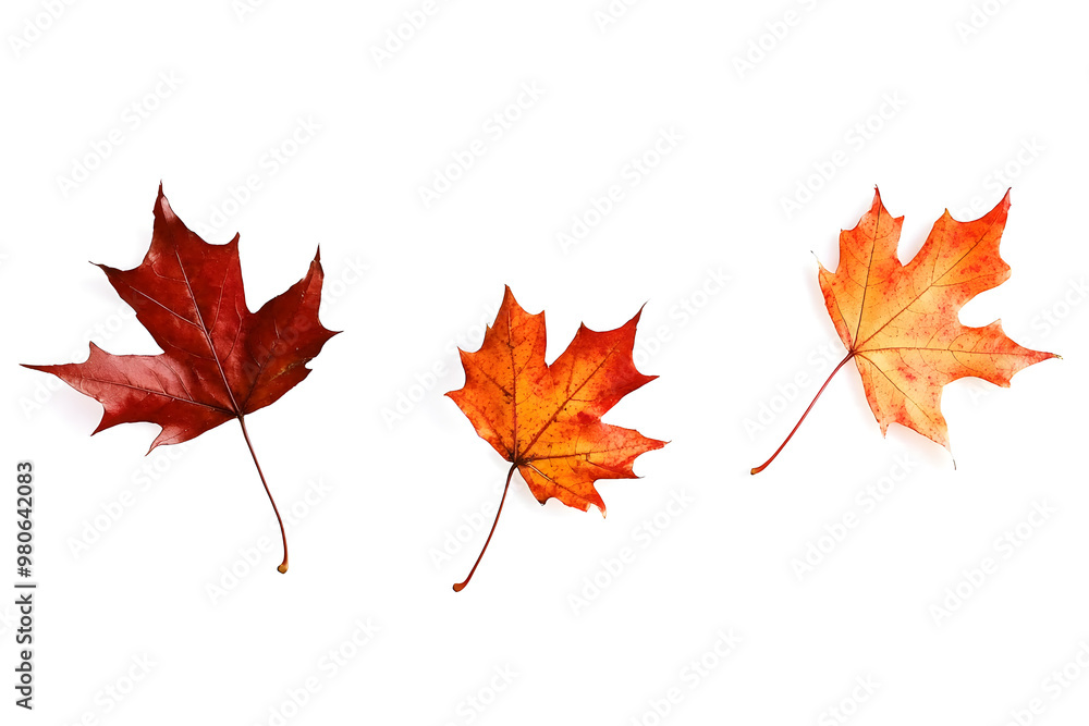 Fototapeta premium Autumn maple leaves falling isolated on white background