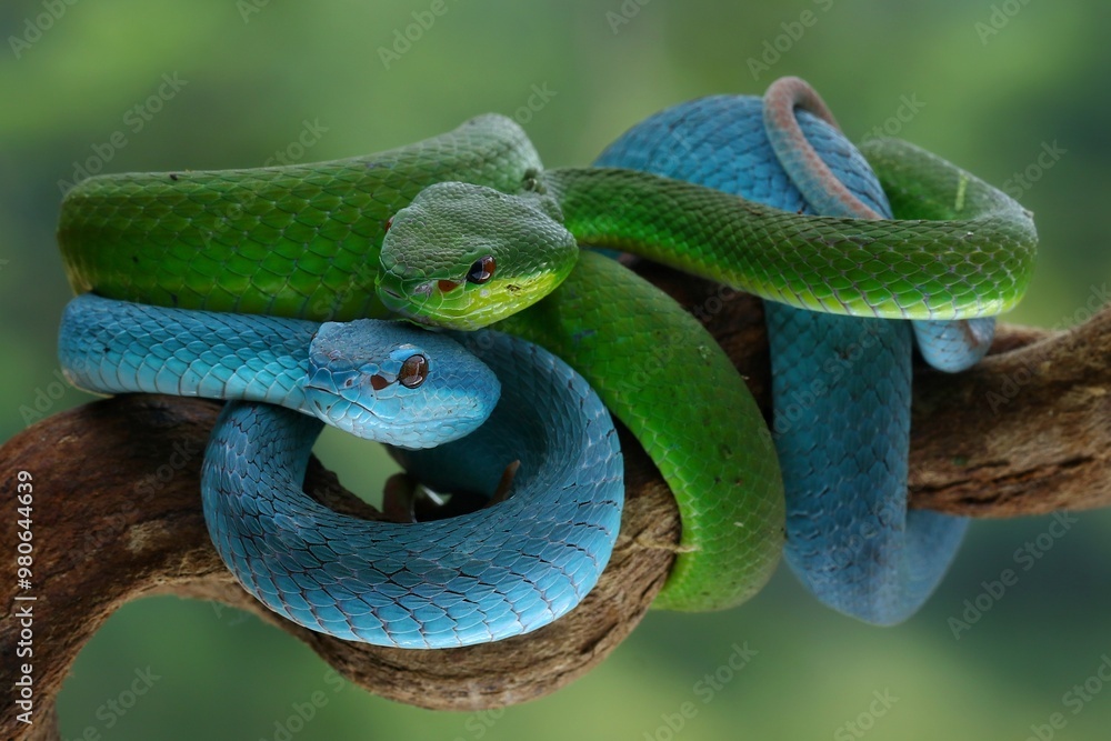 Fototapeta premium Potrait Blue insularis and Trimeresurus albolabris closeup on branch, Indonesian viper snake closeup, 18 September 2024 Indonesia