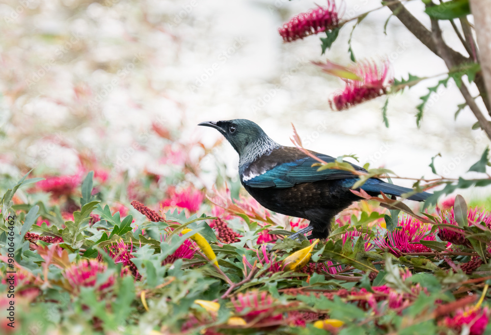 Naklejka premium Tui bird standing on Grevillea Aussie Crawl shrub with red flowers.