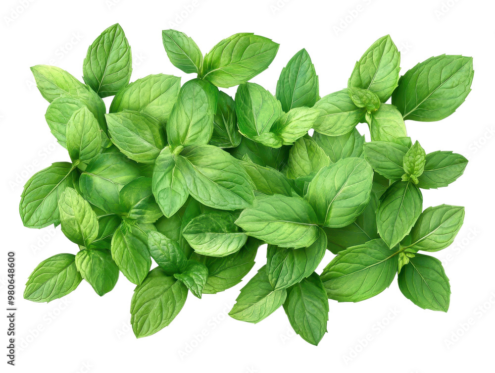 Fresh green mint leaves arranged beautifully, ideal for culinary, aromatic, or herbal themes in photography. Fresh green mint leaves arranged beautifully, ideal for culinary, aromatic, or herbal themes in photography.