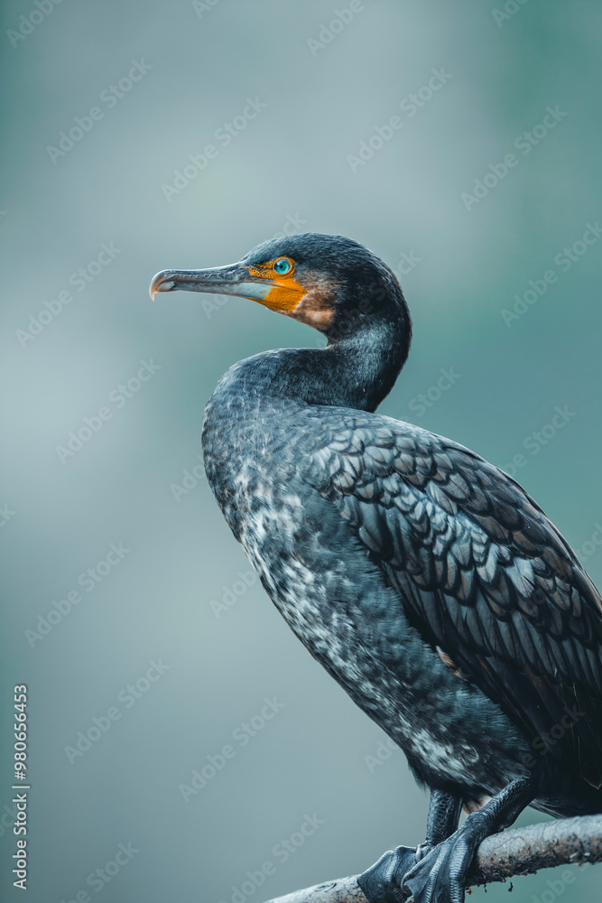 Fototapeta premium Kormoran Nahaufnahme