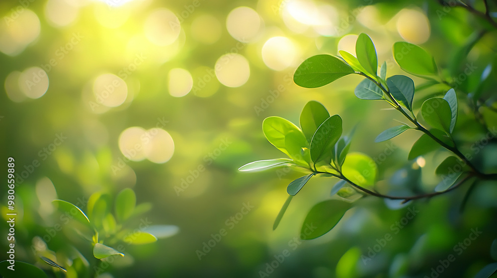 Nature of green leaf in garden at summer. Natural green leaves plants using as spring background cover page greenery environment Nature of green leaf in garden at summer. Natural green leaves plants using as spring background cover page greenery environment