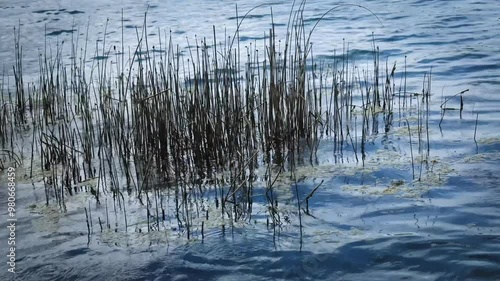 reeds in water