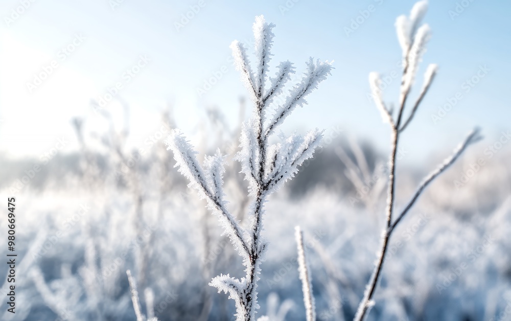 A close-up of a frost-covered branch in a wintery field. A close-up of a frost-covered branch in a wintery field.