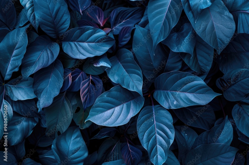 Collection of tropical leaves,foliage plant in blue color with space background Collection of tropical leaves,foliage plant in blue color with space background