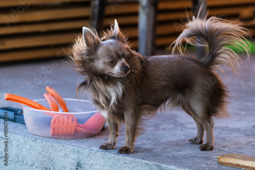 Lilac cute longhair chiwawa - closeup photography