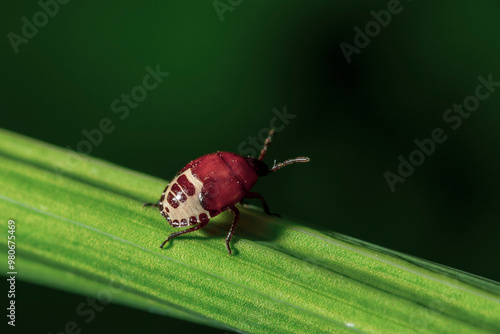 red bug on a leaf