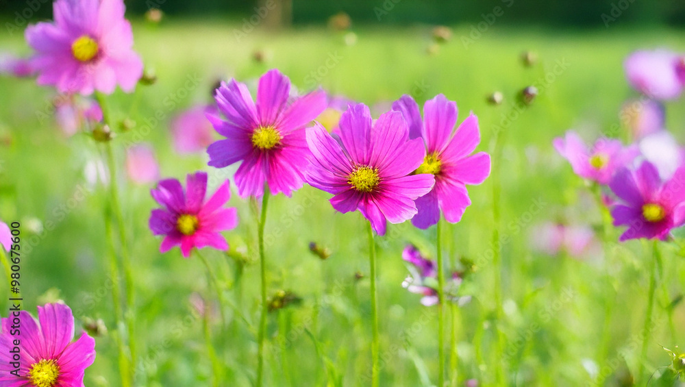 Pink cosmos flowers blooming in a sunny meadow
Pink cosmos flowers blooming in a sunny meadow