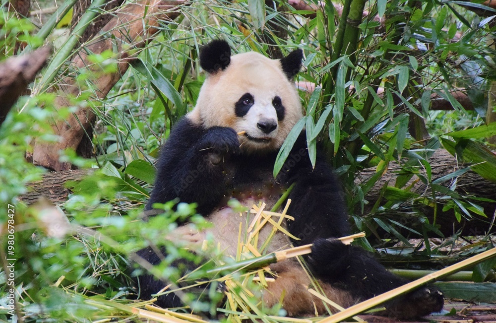 Fototapeta premium 成都 ジャイアントパンダ繁殖研究基地