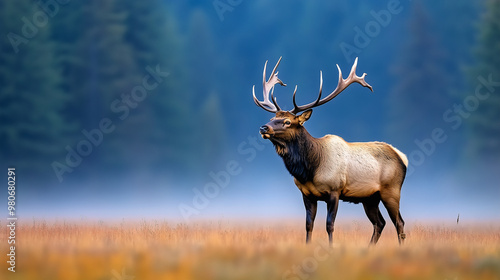 Majestic Elk Buck with Large Antlers in Autumn Field