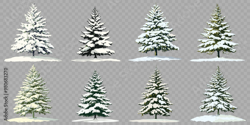 Pine tree in winter covered by snow. isolated on transparent background.
