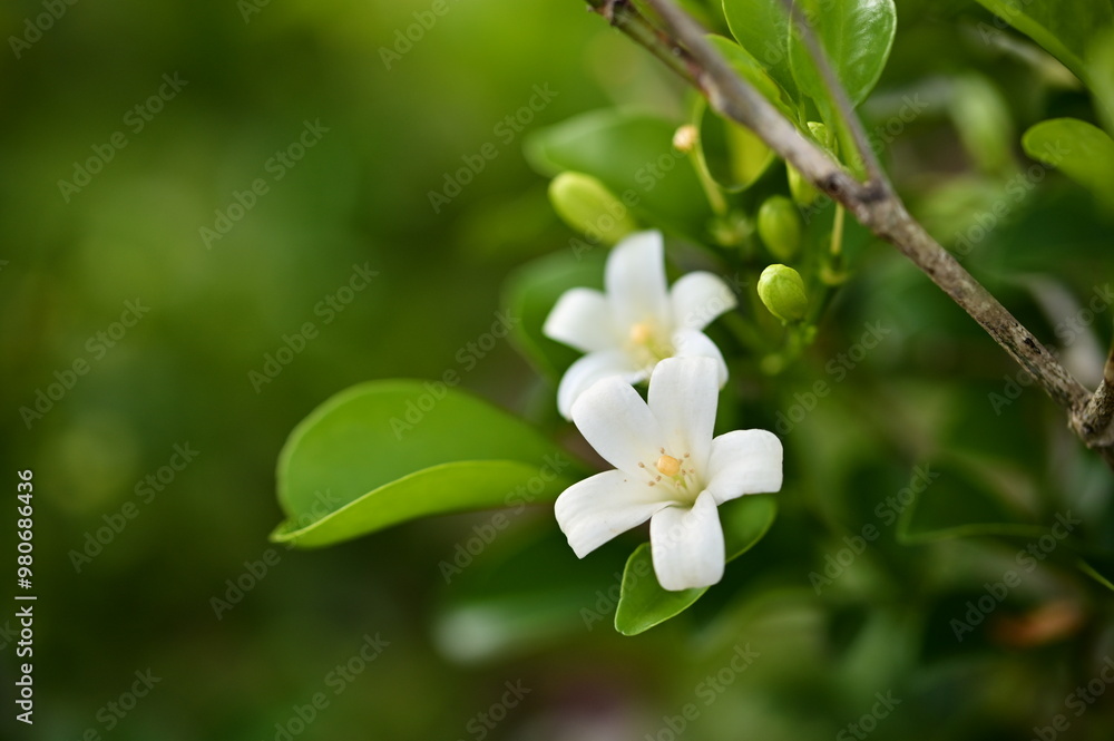 This image features Murraya paniculata, known as This image features Murraya paniculata, known as