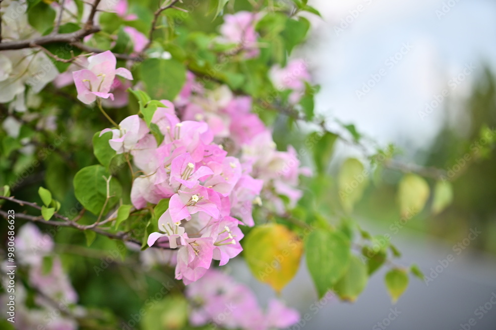 A summer evening scene features lush blooming pink bougainvillea along the roadside. Bougainvillea, native to tropical regions, is known for its vibrant petals.