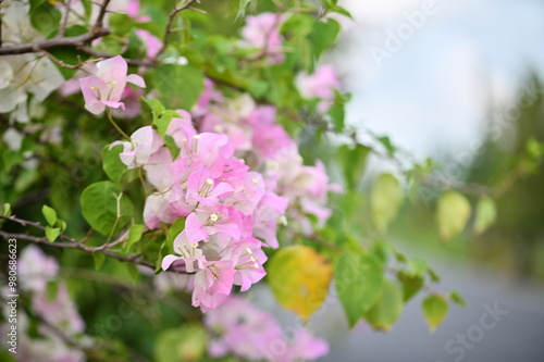 Obraz na płótnie A summer evening scene features lush blooming pink bougainvillea along the roadside. Bougainvillea, native to tropical regions, is known for its vibrant petals. w salonie
