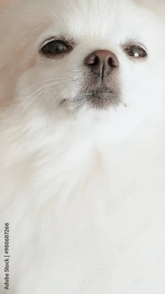 Pomeranian Spitz dog. The owner combs the fluffy white fur of her pet. Cute little animal puppy looks at the camera Pomeranian Spitz dog. The owner combs the fluffy white fur of her pet. Cute little animal puppy looks at the camera