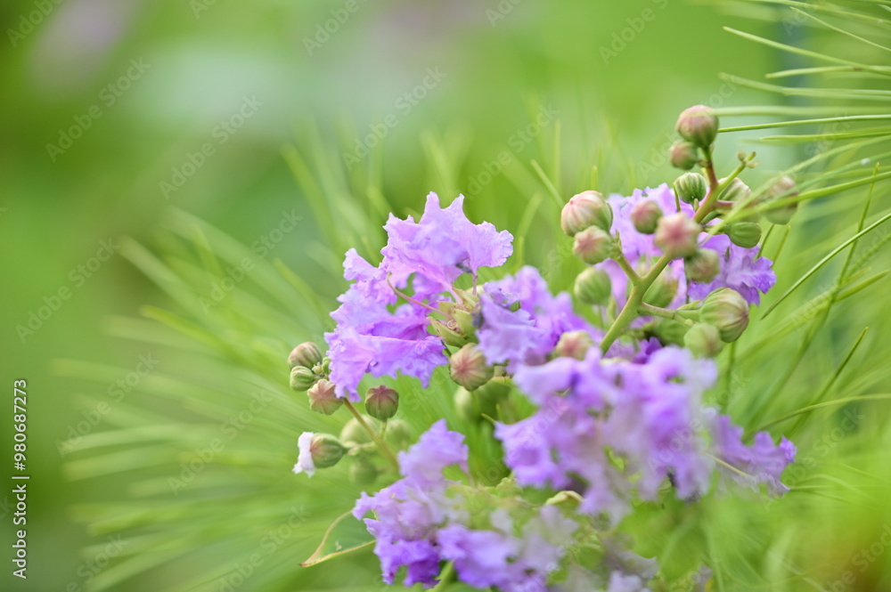 Lagerstroemia speciosa thrives outdoors in sunlight, known for its ...