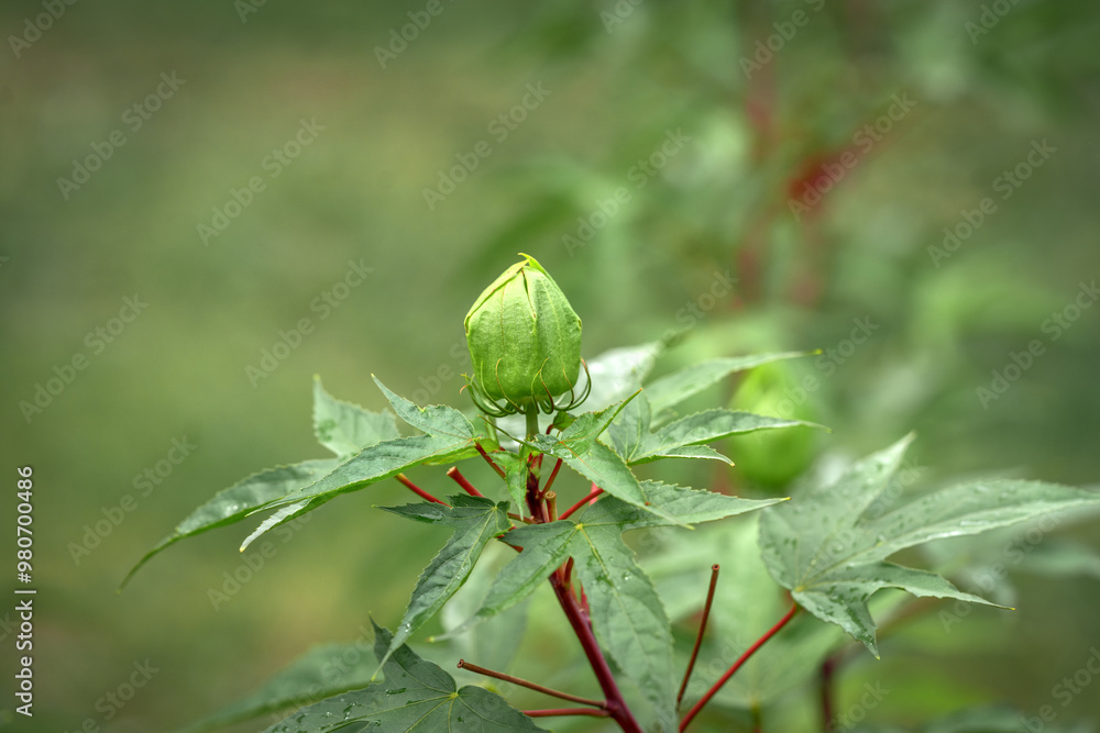 Hibiscus rosa-sinensis buds in close-up. A beautiful flower on a green background