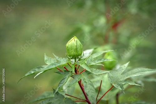 Obraz na płótnie Hibiscus rosa-sinensis buds in close-up. A beautiful flower on a green background w salonie