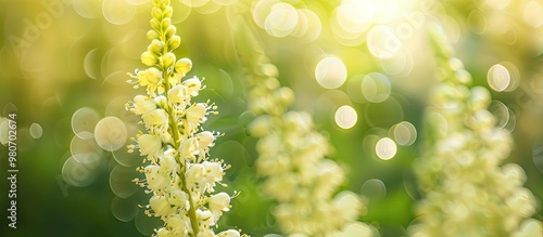 Melilotus albus flowers with white blossoms highlighted set against a blurred green bokeh background in the copy space image photo