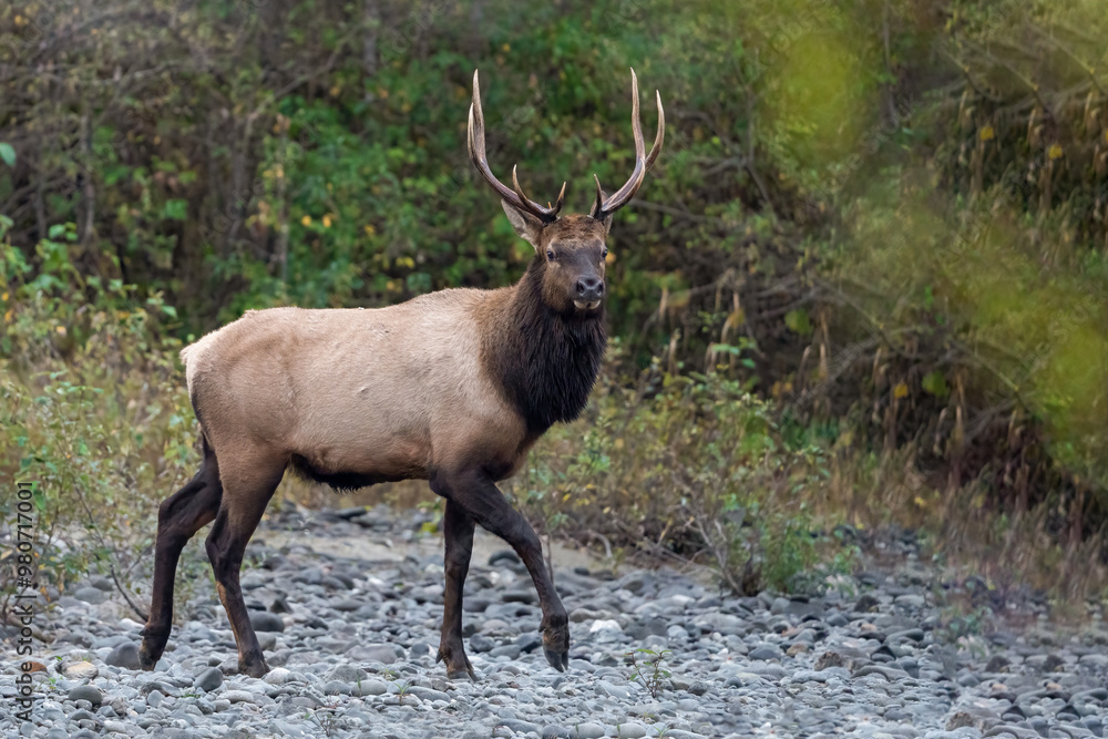 Elk Canada Vancover Island