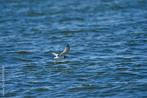 A kittiwake in flight over the sea photo