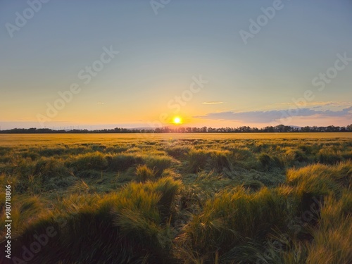 sunset over the field