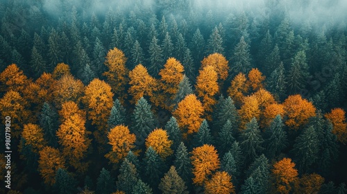 Autumn aerial photography of tree line