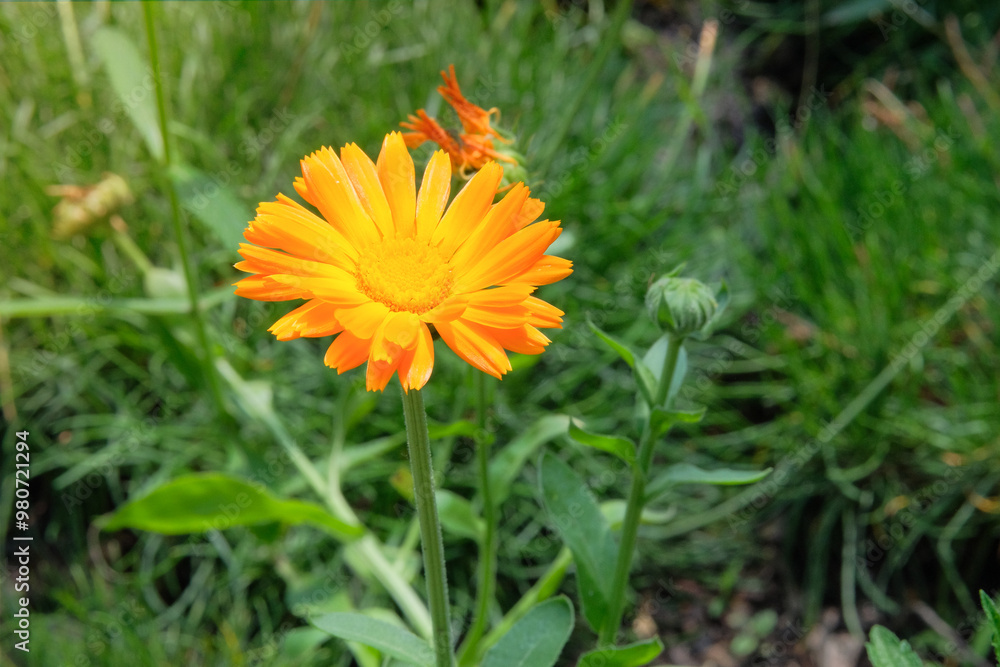 Calendula officinalis in gardening. Blooming daisy. Medicine flowers in meadow. Cottage garden. Calendula officinalis in gardening. Blooming daisy. Medicine flowers in meadow. Cottage garden.