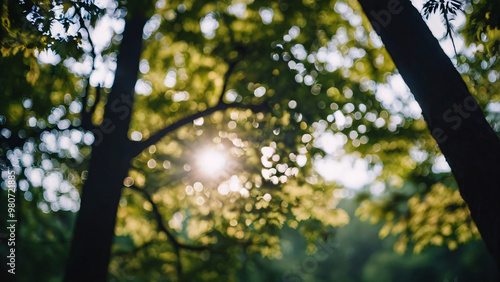 Eye level angle view of blur forest background with sunlight shining among trees- Seasonal design, background, banner & wallpaper