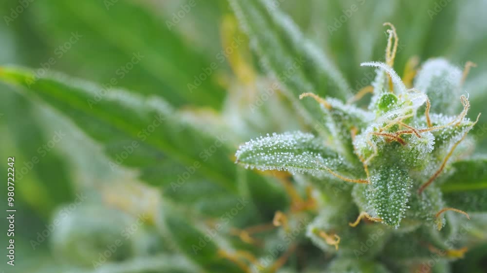 Close-up of a green cannabis plant, showcasing its textured leaves covered with fine, crystalline trichomes and wispy orange hairs. The background is softly blurred, emphasizing the intricate details Close-up of a green cannabis plant, showcasing its textured leaves covered with fine, crystalline trichomes and wispy orange hairs. The background is softly blurred, emphasizing the intricate details