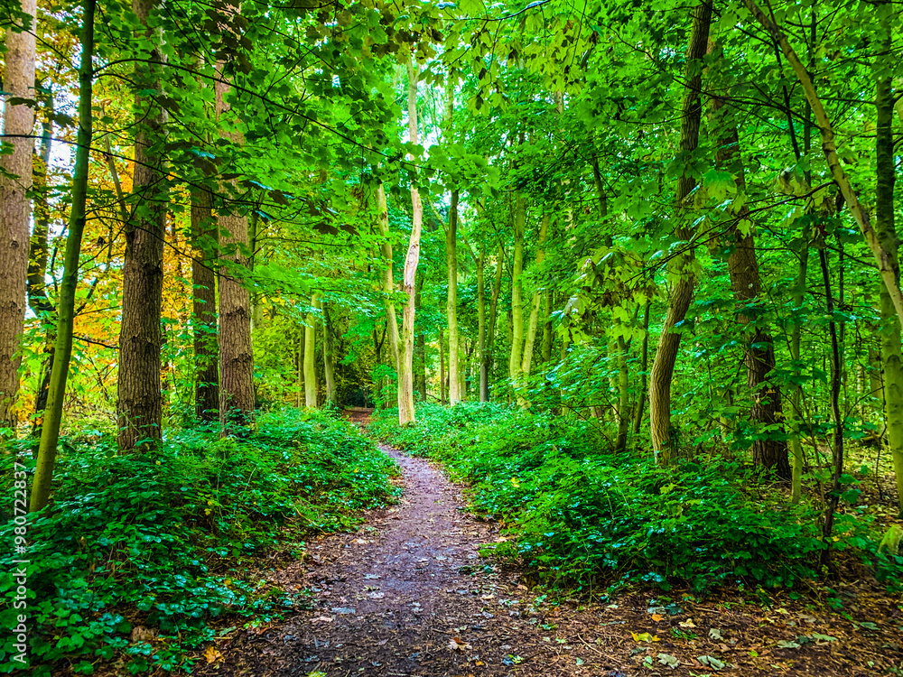 path in the forest landscape England UK path in the forest landscape England UK