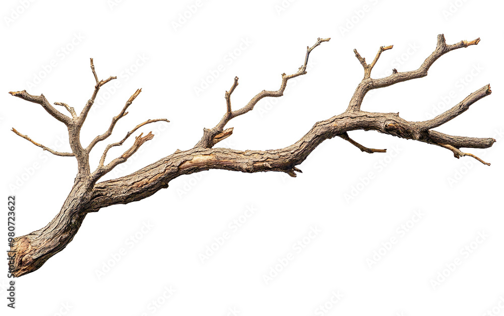 Dry tree branch isolated on white or transparent background Dry tree branch isolated on white or transparent background