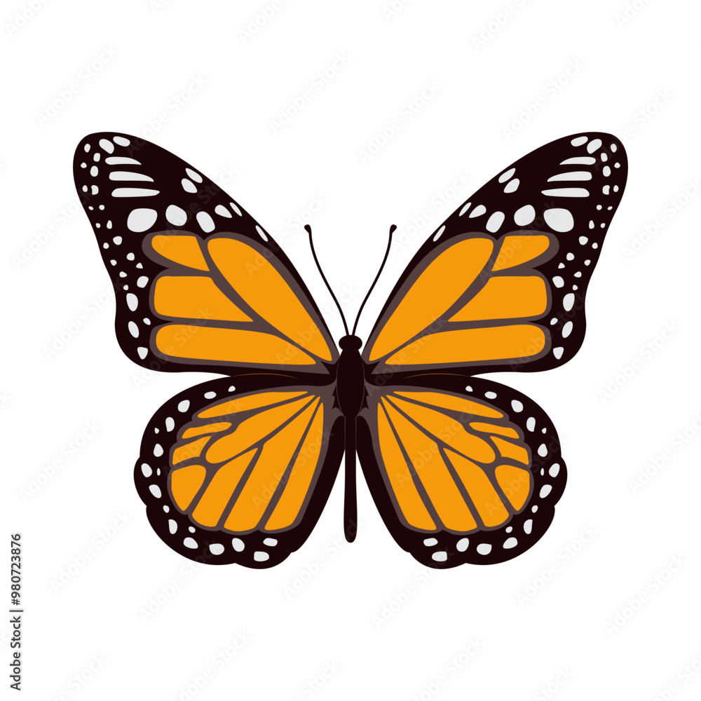 Hand drawn Butterfly illustration vector Hand drawn Butterfly illustration vector