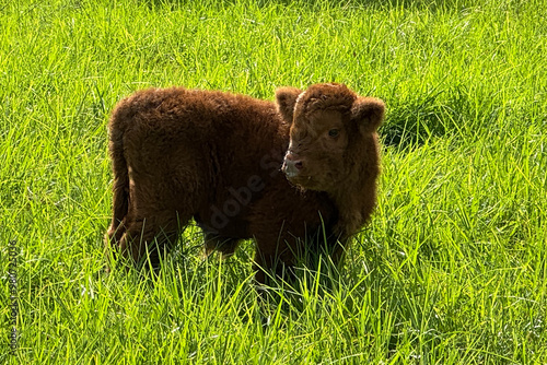 One day old brown baby highland cow calf