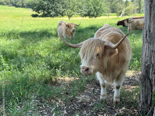 Cream Highland cows in a luscious green paddock in Australia