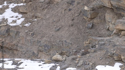 Snow leopard, Panthera uncia,  in rock habitat, wildlife nature. Snow leopard on stone in winter, sitting in the nature stone rocky mountain habitat, Spiti Valley, Himalayas in India. 