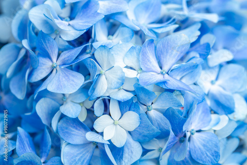 Blue flowers close up. Bouquet of purple flowers. City flower beds, a beautiful and well-groomed garden with flowering bushes.