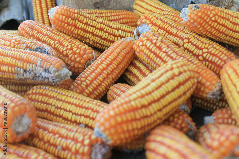 Ripe Dried Corn Cobs for Harvest and Agriculture Use Ripe Dried Corn Cobs for Harvest and Agriculture Use