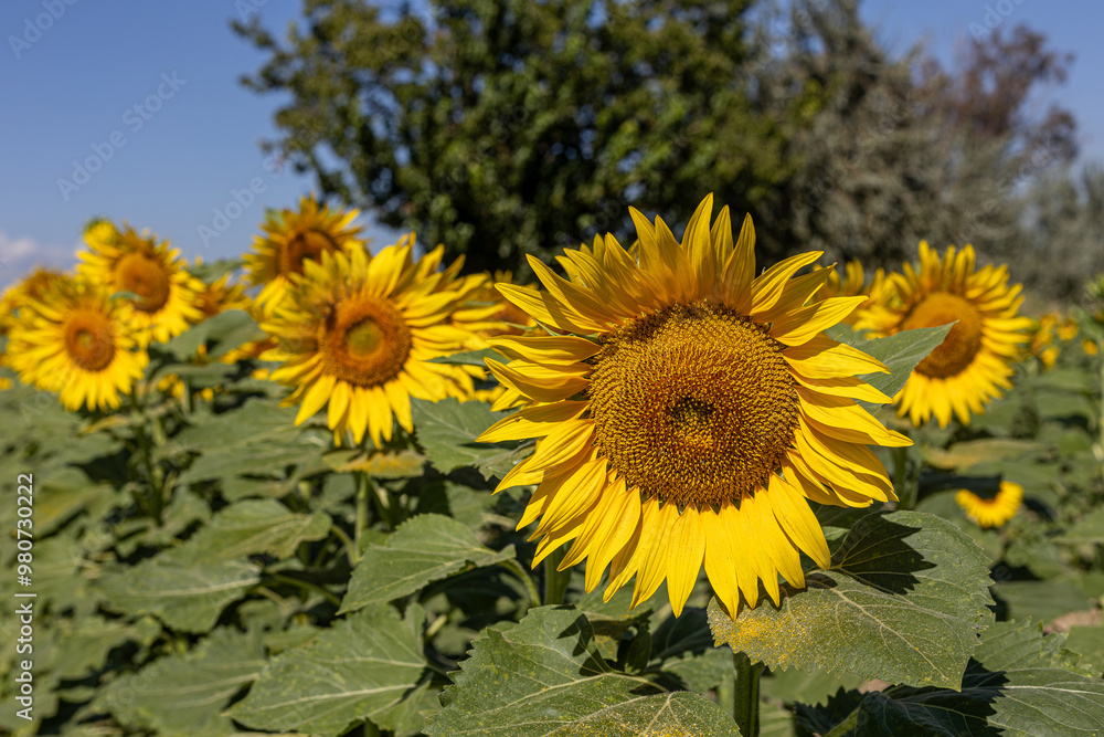 Sunflowers in the field close-up, agriculture, harvest, bright, beautiful, summer, spring, nature, village, yellow