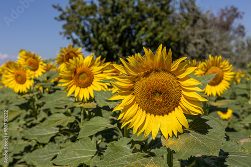 Obraz na płótnie Sunflowers in the field close-up, agriculture, harvest, bright, beautiful, summer, spring, nature, village, yellow w salonie