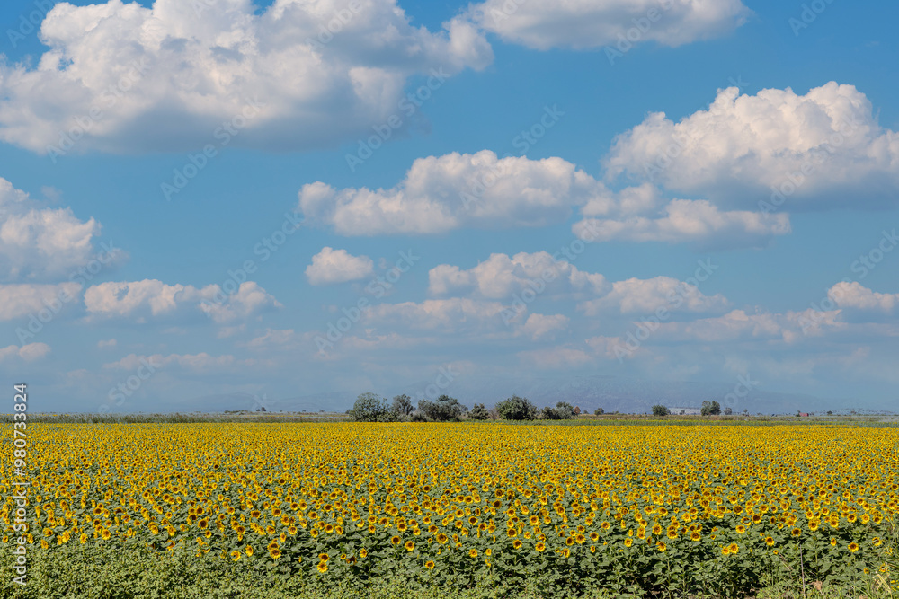 A breathtaking view of a vast sunflower field in full bloom under a clear sky, capturing the vibrant yellow petals and lush green leaves of the sunflowers.