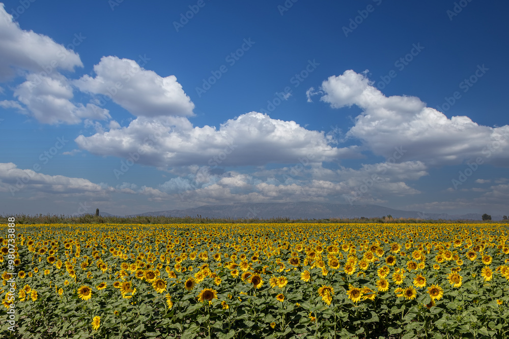 A breathtaking view of a vast sunflower field in full bloom under a clear sky, capturing the vibrant yellow petals and lush green leaves of the sunflowers.