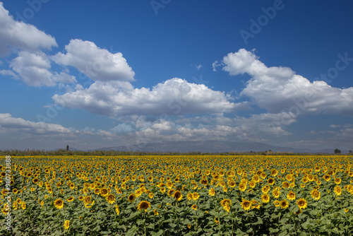 Obraz na płótnie A breathtaking view of a vast sunflower field in full bloom under a clear sky, capturing the vibrant yellow petals and lush green leaves of the sunflowers. w salonie