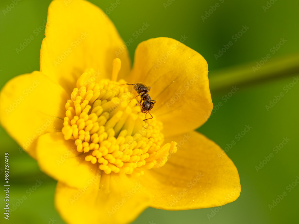 Sumpfdotterblume mit Ameise schräg von vorn, Nahaufnahme Sumpfdotterblume mit Ameise schräg von vorn, Nahaufnahme