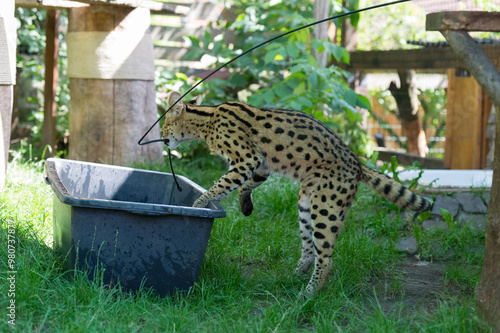 Serval spielt im Garten am Plantschbecken photo