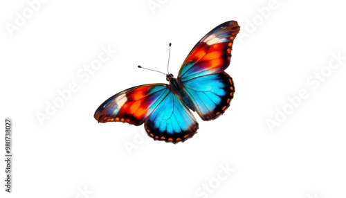 Fototapeta Papillon coloré