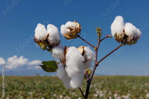 cotton field with white cotton buds.Cotton fields ready for harvest in Izmir - Menemen plain