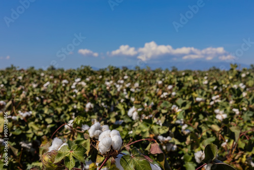 cotton field with white cotton buds