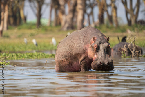 Photography Hippo at Naivasha lake while game drive in boat