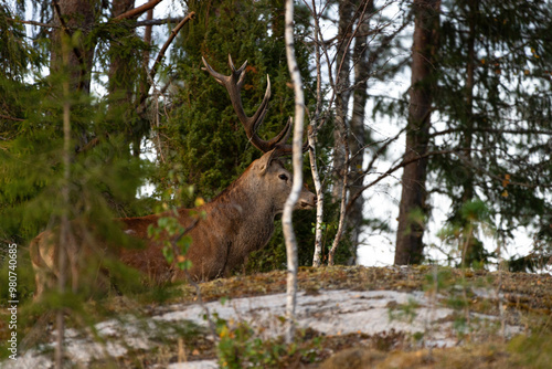 deer in the woods